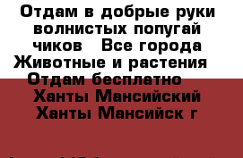 Отдам в добрые руки волнистых попугай.чиков - Все города Животные и растения » Отдам бесплатно   . Ханты-Мансийский,Ханты-Мансийск г.